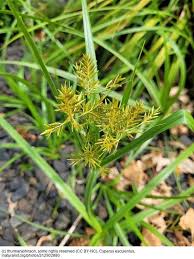 Image result for Cyperus esculentus