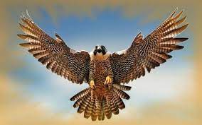 صور صقر ومعلومات كاملة عن الصقور peregrine falcon pet birds animal wallpaper