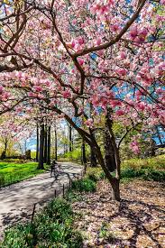 Assistir filmes e séries online no superflix é nota 10. Central Park Nyc City Wallpaper Blooming Flowers Beautiful Landscapes
