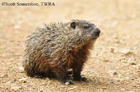 Check spelling or type a new query. Woodchucks State Of Tennessee Wildlife Resources Agency