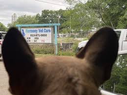We did not find results for: Harmony Vet Care Of Brandon 3301 John Moore Rd Brandon Fl Veterinarians Mapquest