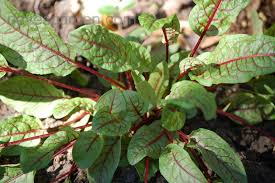 I first learned about this plant in doing research for pond plants that are edible. Plantfiles Pictures Rumex Species Bloodwort Bloody Dock Red Veined Dock Red Veined Sorrel Rumex Sanguineus By Sheila Fw
