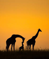 We did not find results for: Most Stunning Photos From The National Geographic Instagram Photography Contest