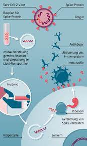 Außerdem enthalten sie keine abgeschwächten krankheitserreger, bei denen immer die gefahr besteht, dass durch reversion (rückmutation)2. Wie Funktionieren Mrna Impfstoffe Covid 19 Impfung Erklart