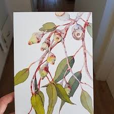 Gum Tree Print A5 10x8 A4 14x11 A3 A2 Botanical Watercolour Wall Art Eucalyptus Leaves Australian Native Flora Botanical Watercolor Watercolor Wall Art Watercolor Illustration