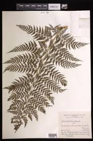 Image result for Blotiella bouxiniana