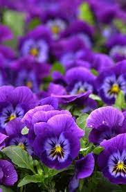 The dream about enchanting flowers in full bloom suggests happiness, comfort and wealth; Flower Essence Services Purple Flowers Dream Meaning