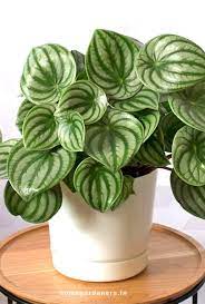 Peperomia Plant How Did Radiator Plants Become The Best Find Out Peperomia Plant House Plants Decor House Plants Indoor