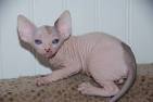 Color pattern of Sphynx cats - Abeitagatos Sphynx