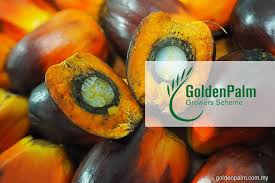 Western union atrodas pie bank rakyat, lot pt 7841 , netālu no šīs vietas ir: Golden Palm Growers Initiates Tender Exercise For Gua Musang Estate The Edge Markets