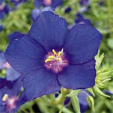 Image result for Anagallis elegantula