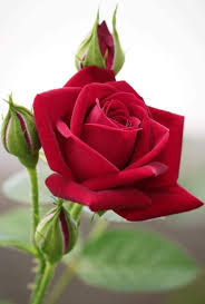 Pin On Flowers And Garden S