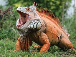 Red Iguana Cute Reptiles Lizard Animals Beautiful