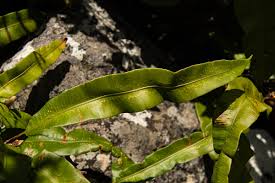 Image result for Oleandra distenta