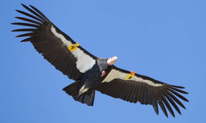 Mga resulta ng larawan para sa American Condor"