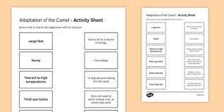 The adaptation process is usually divided into three main stages, each has its own characteristics. Camel Adaptations Match And Draw Teacher Made