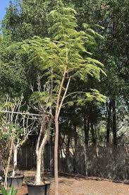 Maybe you would like to learn more about one of these? Royal Poinciana Tree Outdoor Plants Plantshop Me