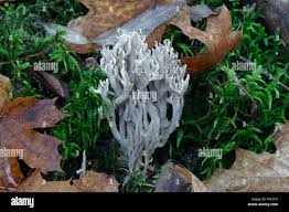 Image result for Clavulina cinerea
