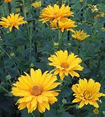 False Sunflower Produces Tons Of Bright Yellow Daisy Like Flowers In Summer Perennial Sunflower Plants Planting Sunflowers