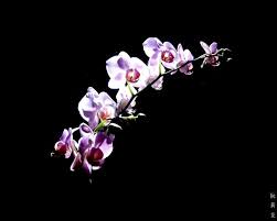 Nice Purple Orchid Flower Hd Wallpaper Flowers Wallpapers Purple Orchids Orchids Orchid Wallpaper