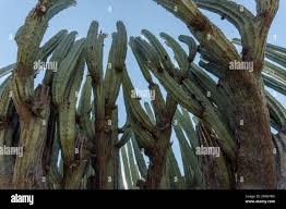 Image result for Lophocereus marginatus