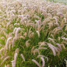 Maybe you would like to learn more about one of these? Pennisetum Orientale Karley Rose Stauden Pflanzen Kaufen Online Matelma Com