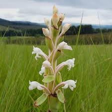 Image result for Chironia laxiflora