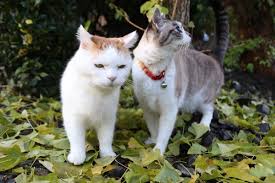 イチョウの葉 しろ