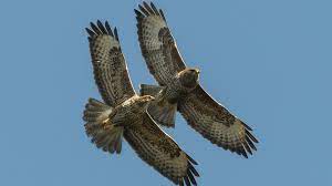 De buizerds hebben weer een aantal chutes geworpen en natuurlijk ook weer gevouwen en netjes in het harnas teruggepropt. Buizerd In Vlucht