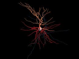 Neurons can generally be anatomically characterized as unipolar, bipolar, or multipolar. These Neurons Are Alive And Firing And You Can Watch Them In 3 D Wired