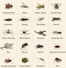 17 Best Ideas About Bug Identification On Pinterest Bug