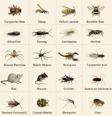 17 best ideas about bug identification on pinterest bug