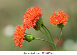 Image result for Emilia coccinea