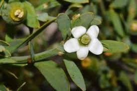 Image result for Montinia