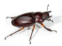 The name refers to the resemblance of the antennae to deer antlers. Lucanus Capreolus Insect Wiki Fandom