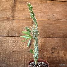 Image result for Euphorbia monteiroi