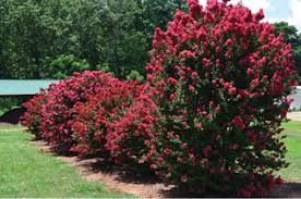 We have professional team to serve you and finally to meet your needs. Crazy About Crape Myrtles Nursery Management