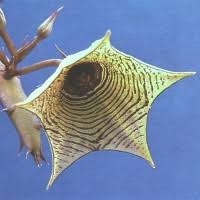 Image result for Huernia leachii
