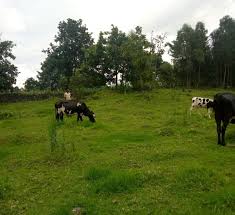 Image result for Englerina schubotziana