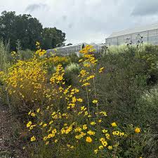 Image result for Helianthus angustifolius