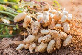 Peanuts are legumes, not nuts. Growing Peanuts How To Grow Peanuts In Your Backyard