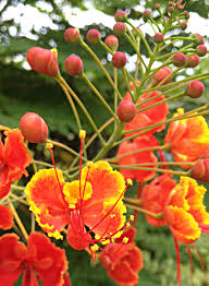 Image result for Alafia orientalis