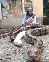 We did not find results for: Gadis 14 Tahun Pelihara Enam Ekor Ular Sawa Gergasi Di Rumah Kosmo Digital
