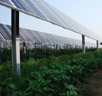 Agrivoltaic solar farms offer "shocking" benefits beyond ...
