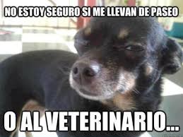 Maybe you would like to learn more about one of these? 30 Imagenes Graciosas De Memes Con Animales Para Compartir Fraseshoy Org