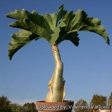 Image result for Cyphostemma jaegeri