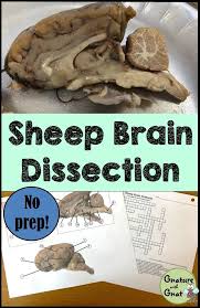 Nervous System Activity Sheep Brain Dissection Dissection Nervous System Activities Animal Science