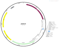 This is a free resource for the scientific community that is compiled by addgene. Pbad18 216 00