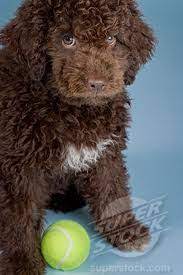 Lagotto Romagnolo Puppy Beautiful Dog Breeds Doodle Dog Lagotto Romagnolo Puppy