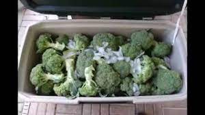 How Long Does Broccoli Last Answer Might Surprise You